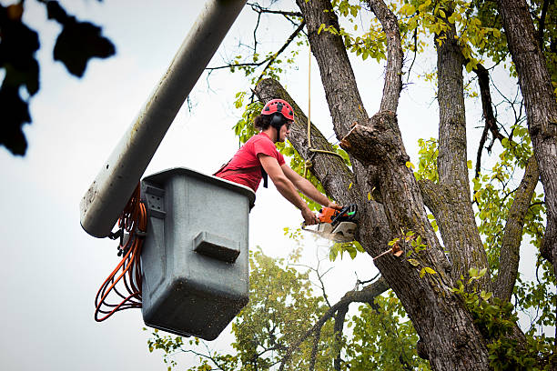 Best Tree Trimming and Pruning  in Westhampton Beach, NY